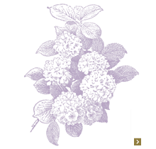「紫陽花」-紫
